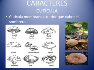 CARACTERES
                 CUTÍCULA
• Cutícula membrana exterior que cubre el
  sombrero.
 