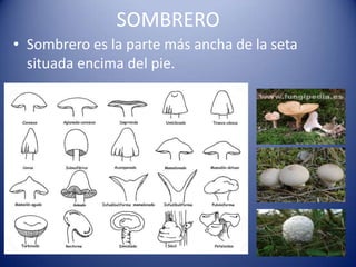 SOMBRERO
• Sombrero es la parte más ancha de la seta
  situada encima del pie.
 