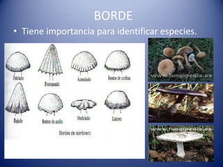 BORDE
• Tiene importancia para identificar especies.
 