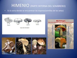 HIMENIO (PARTE INTERNA DEL SOMBRERO)
• Es la zona donde se encuentran las esporas(semillas de las setas)
 