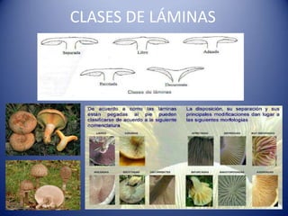 CLASES DE LÁMINAS
 
