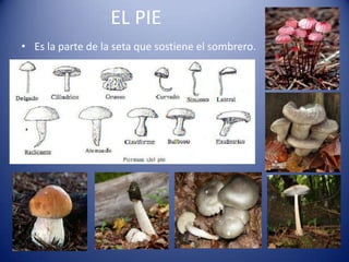 EL PIE
• Es la parte de la seta que sostiene el sombrero.
 