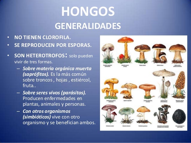 Las lamblias la agua oxigenada
