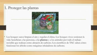 1. Proteger las plantas
• Los bosques sanos limpian el aire y regulan el clima. Los bosques vivos sostienen la
vida: benefician a las personas, a las plantas y a los animales por todo el trabajo
invisible que realizan como almacén de carbono. Los científicos de TNC saben cómo
funcionan los árboles como máquinas inhaladoras de carbono.
 