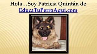 Hola…Soy Patricia Quintán de
   EducaTuPerroAquí.com
 
