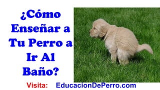 ¿Cómo
Enseñar a
Tu Perro a
  Ir Al
  Baño?
  Visita:   EducacionDePerro.com
 