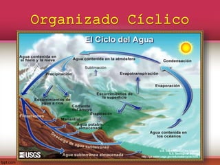Organizado Cíclico
 