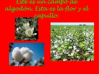 Este es un campo de
algodón. Esta es la flor y el
          capullo.
 