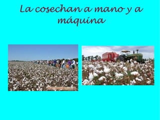 La cosechan a mano y a
       máquina
 