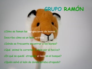 GRUPO RAMÓN



¿Cómo se llaman las agrupaciones de leones?

Describe cómo es un león asiático

¿Dónde es frecuente encontrar a los leones?

¿Qué animal le correteó al león por el hocico?

¿En qué se quedó atrapado el león en el bosque?

¿Quién salvó al león de donde estaba atrapado?
 