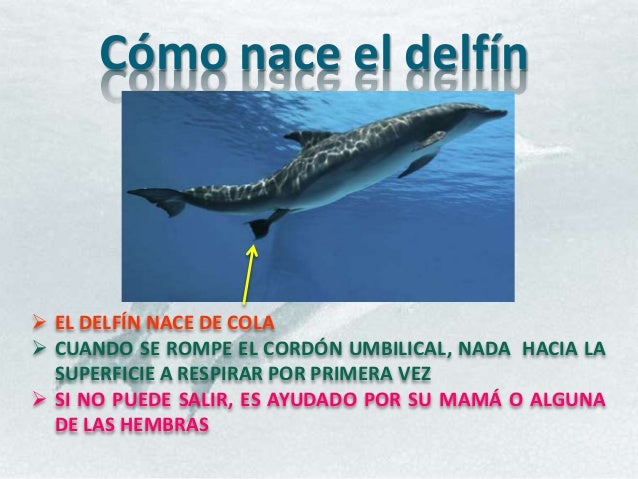 Cómo nace el delfín