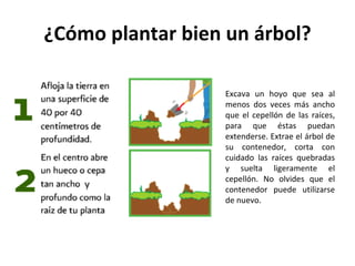 ¿Cómo plantar bien un árbol? Excava un hoyo que sea al menos dos veces más ancho que el cepellón de las raíces, para que éstas puedan extenderse. Extrae el árbol de su contenedor, corta con cuidado las raíces quebradas y suelta ligeramente el cepellón. No olvides que el contenedor puede utilizarse de nuevo.  