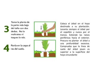 Coloca el árbol en el hoyo destinado a su plantación. Levanta siempre el árbol por el cepellón y nunca por el tronco. Extiende las raíces periféricas hacia el exterior. Procura no plantar  el árbol a una profundidad excesiva. Comprueba que la línea de suelo del árbol joven es superior a la superficie del hoyo circundante 