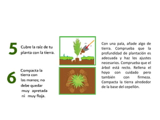 Con una pala, añade algo de tierra. Comprueba que la profundidad de plantación es adecuada y haz los ajustes necesarios. Comprueba que el árbol está recto. Rellena el hoyo con cuidado pero también con firmeza. Compacta la tierra alrededor de la base del cepellón. 