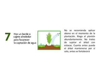 No se recomienda aplicar abono en el momento de la plantación. Riega el plantón abundantemente. No trates de sujetar el árbol con estacas. Cuanto antes pueda el árbol mantenerse por sí solo, antes se fortalecerá 