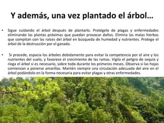 Y además, una vez plantado el árbol… Sigue cuidando el árbol después de plantarlo. Protégelo de plagas y enfermedades eliminando las plantas próximas que puedan provocar daños. Elimina las malas hierbas que compitan con las raíces del árbol en búsqueda de humedad y nutrientes. Protege el árbol de la destrucción por el ganado. Si procede, espacia los árboles debidamente para evitar la competencia por el aire y los nutrientes del suelo, y favorece el crecimiento de las ramas. Vigila el peligro de sequía y riega el árbol si es necesario, sobre todo durante los primeros meses. Observa si las hojas comienzan a ponerse amarillas. Mantén siempre una circulación adecuada del aire en el árbol podándolo en la forma necesaria para evitar plagas y otras enfermedades. 