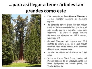 … para así llegar a tener árboles tan grandes como este Este pequeñín se llama  General Sherman  y es un ejemplar concreto de Secuoya Gigante. Es conocido por ser el ser vivo con mayor cantidad de biomasa de la Tierra, el decir, el más grande, que no el más alto, ya que este distintivo  es para el árbol llamado Hyperión, un ejemplar de 115,5 metros, ¡casi nada eh!  General Sherman sólo cuenta con 83,8 metros de altura, pero es el que mayor volumen neto posee, debido a sus enormes diámetros de tronco y copa. Su edad se calcula en alrededor de 2500 años. Se encuentra en Giant Forest, dentro del Parque Nacional de las Secuoyas, junto con otros ejemplares de similar porte, en Visalia, California. 