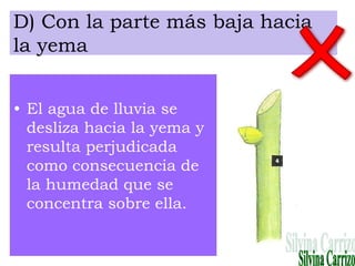D) Con la parte más baja hacia
la yema
• El agua de lluvia se
desliza hacia la yema y
resulta perjudicada
como consecuencia de
la humedad que se
concentra sobre ella.
 