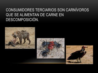 CONSUMIDORES TERCIARIOS SON CARNÍVOROS
QUE SE ALIMENTAN DE CARNE EN
DESCOMPOSICIÓN.
 