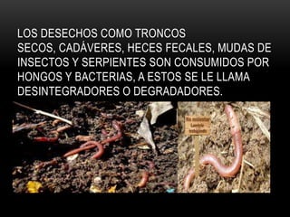 LOS DESECHOS COMO TRONCOS
SECOS, CADÁVERES, HECES FECALES, MUDAS DE
INSECTOS Y SERPIENTES SON CONSUMIDOS POR
HONGOS Y BACTERIAS, A ESTOS SE LE LLAMA
DESINTEGRADORES O DEGRADADORES.
 