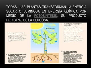 TODAS LAS PLANTAS TRANSFORMAN LA ENERGÍA
SOLAR O LUMINOSA EN ENERGÍA QUÍMICA POR
MEDIO DE LA FOTOSÍNTESIS, SU PRODUCTO
PRINCIPAL ES LA GLUCOSA.
 