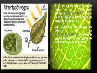 • El color verde las plantas se
  debe a una sustancia
  llamada CLOROFILA, esta es
  la responsable de capturar la
  energía luminosa.
• La clorofila se encuentra
  dentro         de         los
  CLOROPLASTOS a estos se
  le consideran la «fabrica» de
  nutrimentos de la planta.
 