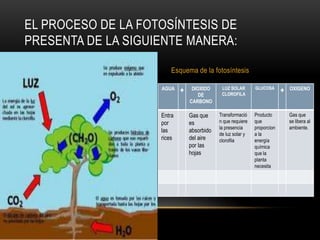 EL PROCESO DE LA FOTOSÍNTESIS DE
PRESENTA DE LA SIGUIENTE MANERA:

                        Esquema de la fotosíntesis

                    AGUA         DIOXIDO     LUZ SOLAR       GLUCOSA          OXIGENO
                            +       DE       CLOROFILA
                                                                          +
                                CARBONO

                    Entra       Gas que     Transformació    Producto         Gas que
                    por         es          n que requiere   que              se libera al
                                            la presencia     proporcion       ambiente.
                    las         absorbido
                                            de luz solar y   a la
                    rices       del aire    clorofila        energía
                                por las                      química
                                hojas                        que la
                                                             planta
                                                             necesita
 