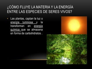 ¿CÓMO FLUYE LA MATERIA Y LA ENERGÍA
ENTRE LAS ESPECIES DE SERES VIVOS?
• Las plantas, captan la luz o
  energía luminosa y la
  transforman en energía
  química que se almacena
  en forma de carbohidratos .
 