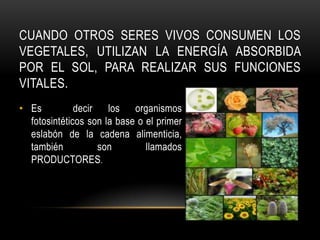 CUANDO OTROS SERES VIVOS CONSUMEN LOS
VEGETALES, UTILIZAN LA ENERGÍA ABSORBIDA
POR EL SOL, PARA REALIZAR SUS FUNCIONES
VITALES.
• Es          decir los organismos
  fotosintéticos son la base o el primer
  eslabón de la cadena alimenticia,
  también          son         llamados
  PRODUCTORES.
 