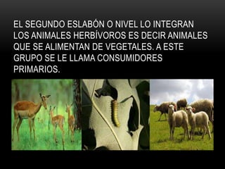 EL SEGUNDO ESLABÓN O NIVEL LO INTEGRAN
LOS ANIMALES HERBÍVOROS ES DECIR ANIMALES
QUE SE ALIMENTAN DE VEGETALES. A ESTE
GRUPO SE LE LLAMA CONSUMIDORES
PRIMARIOS.
 
