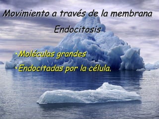 Movimiento a través de la membrana Endocitosis Moléculas grandes Endocitadas por la célula. 