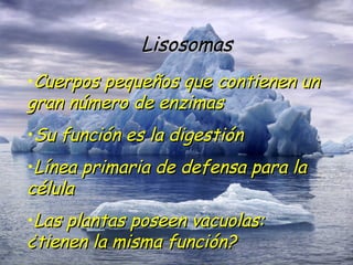 Lisosomas Cuerpos pequeños que contienen un gran número de enzimas Su función es la digestión Línea primaria de defensa para la célula Las plantas poseen vacuolas: ¿tienen la misma función? 