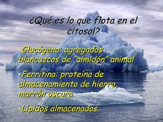 ¿Qué es lo que flota en el citosol? Glucógeno: agregados blancuzcos de “almidón” animal Ferritina: proteína de almacenamiento de hierro, marrón oscura Lípidos almacenados. 