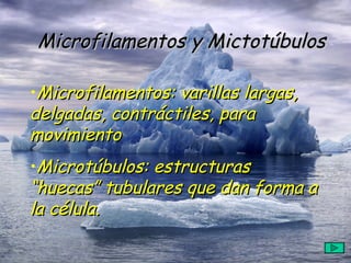 Microfilamentos y Mictotúbulos Microfilamentos: varillas largas, delgadas, contráctiles, para movimiento Microtúbulos: estructuras “huecas” tubulares que dan forma a la célula. 