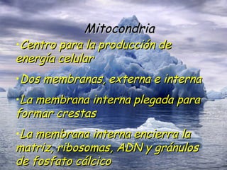 Mitocondria Centro para la producción de energía celular Dos membranas, externa e interna La membrana interna plegada para formar crestas La membrana interna encierra la matriz, ribosomas, ADN y gránulos de fosfato cálcico 