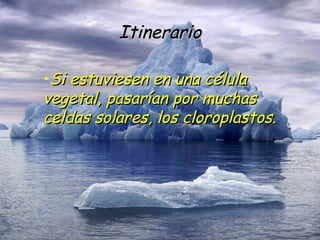 Itinerario Si estuviesen en una célula vegetal, pasarían por muchas celdas solares, los cloroplastos. 