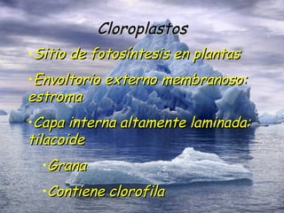 Cloroplastos Sitio de fotosíntesis en plantas Envoltorio externo membranoso: estroma Capa interna altamente laminada: tilacoide Grana Contiene clorofila 