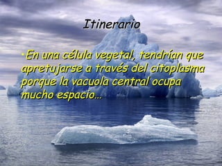 Itinerario En una célula vegetal, tendrían que apretujarse a través del citoplasma porque la vacuola central ocupa mucho espacio… 