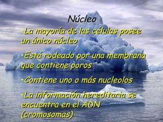 Núcleo La mayoría de las células posee un único núcleo Está rodeado por una membrana que contiene poros Contiene uno o más nucleolos La información hereditaria se encuentra en el ADN (cromosomas) 