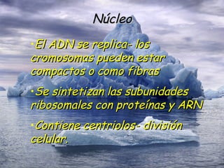 Núcleo El ADN se replica- los cromosomas pueden estar compactos o como fibras Se sintetizan las subunidades ribosomales con proteínas y ARN Contiene centriolos- división celular. 
