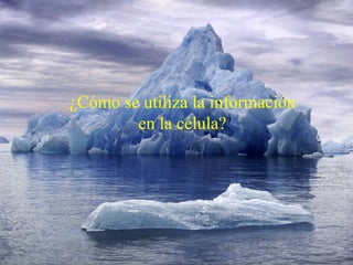¿Cómo se utiliza la información en la célula? 