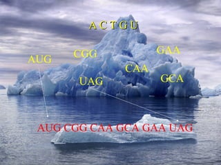 A C T G U AUG CGG CAA UAG GAA GCA AUG CGG CAA GCA GAA UAG 