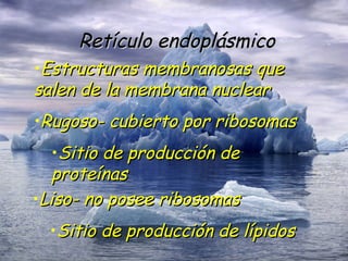 Retículo endoplásmico Estructuras membranosas que salen de la membrana nuclear Rugoso- cubierto por ribosomas Sitio de producción de proteínas Liso- no posee ribosomas Sitio de producción de lípidos 
