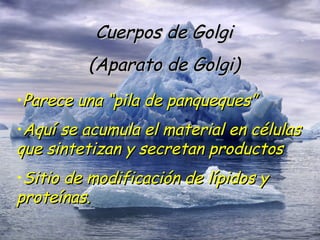 Cuerpos de Golgi (Aparato de Golgi) Parece una “pila de panqueques” Aquí se acumula el material en células que sintetizan y secretan productos Sitio de modificación de lípidos y proteínas. 