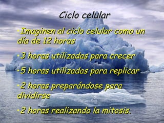 Ciclo celular Imaginen al ciclo celular como un día de 12 horas 3 horas utilizadas para crecer 5 horas utilizadas para replicar 2 horas preparándose para dividirse 2 horas realizando la mitosis. 