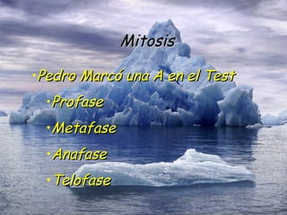 Mitosis Pedro Marcó una A en el Test Profase Metafase Anafase Telofase 