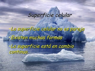 Superficie celular La superficie celular no es pareja Existen muchas formas La superficie está en cambio continuo. 