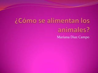 Mariana Diaz Campo
 
