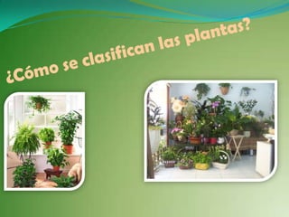 ¿Cómo se clasifican las plantas?,[object Object]