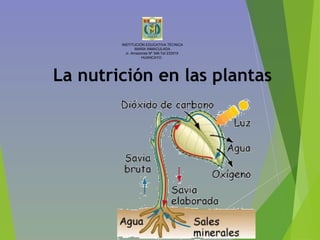 La nutrición en las plantas
INSTITUCIÓN EDUCATIVA TÉCNICA
MARÍA INMACULADA
Jr. Amazonas Nº 346-Tel 233515
HUANCAYO.
 